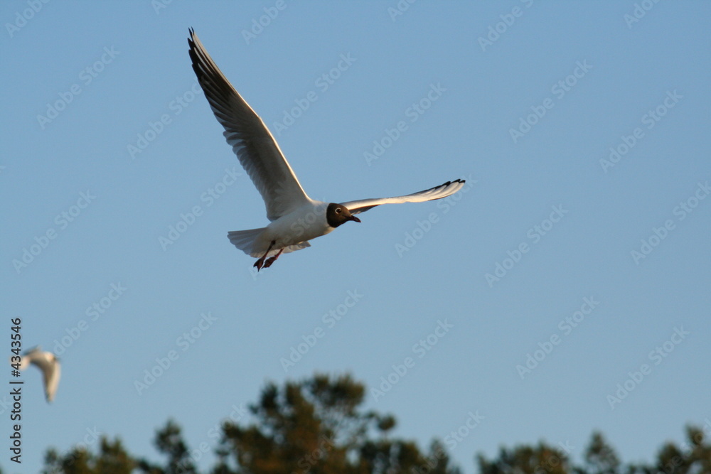 Möwe am Himmel-1 Möwe am Himmel-1