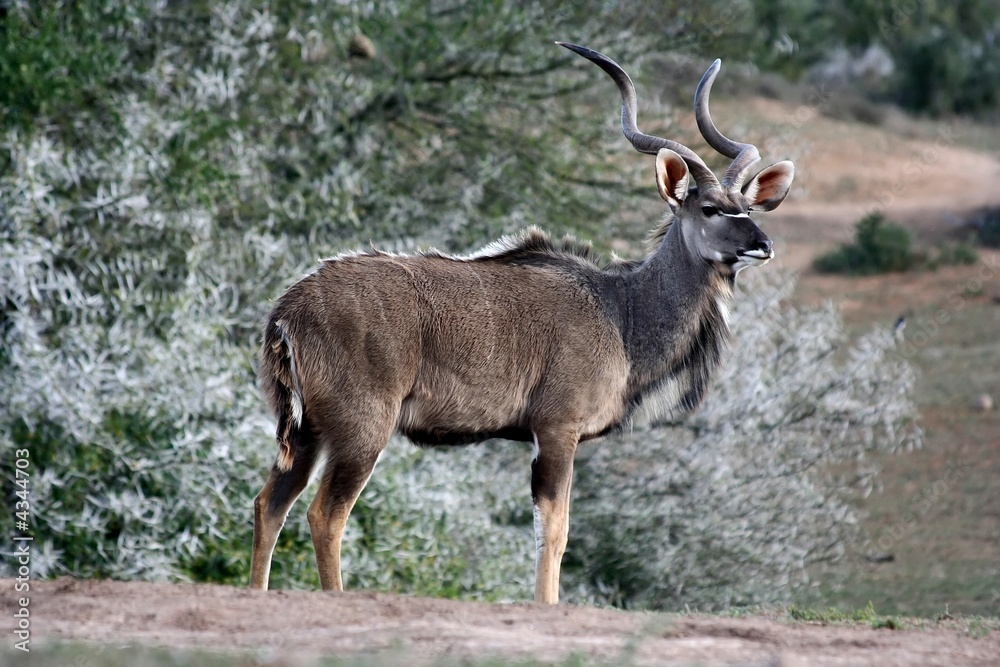 Greater Kudu Bull Antelope