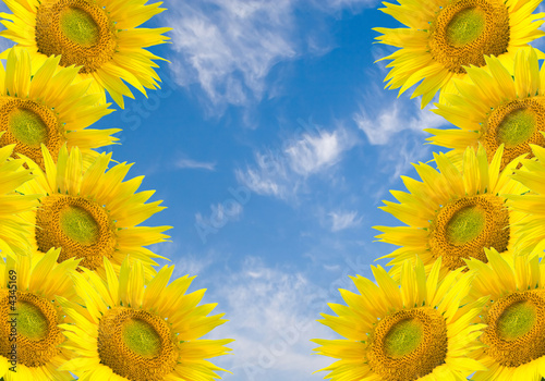 Fototapeta Naklejka Na Ścianę i Meble -  sunflower in blue sky background