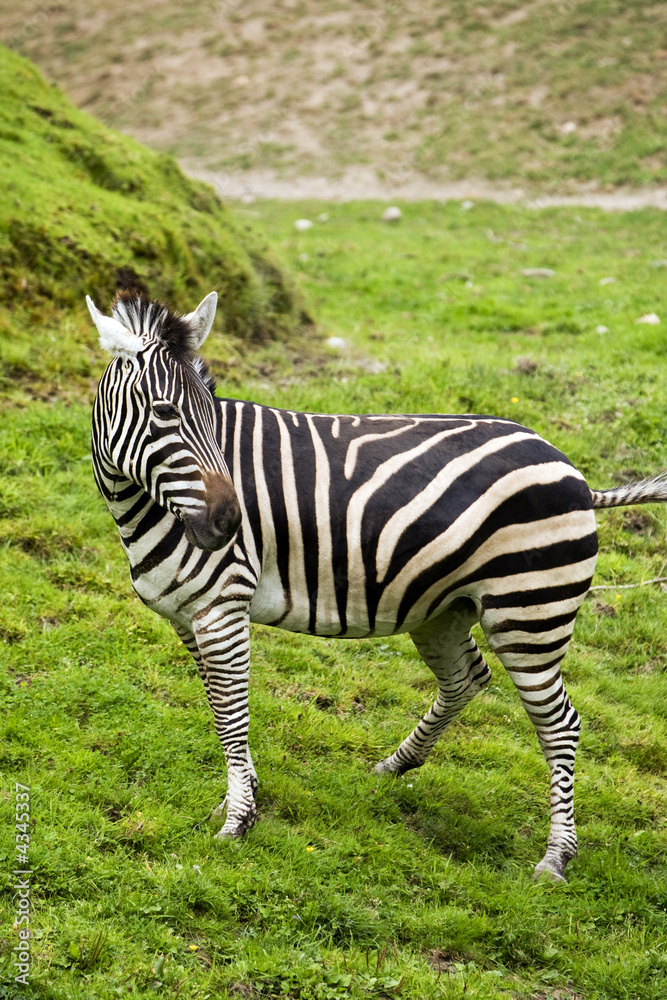 Zebra