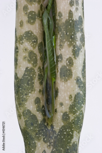 The new leaf