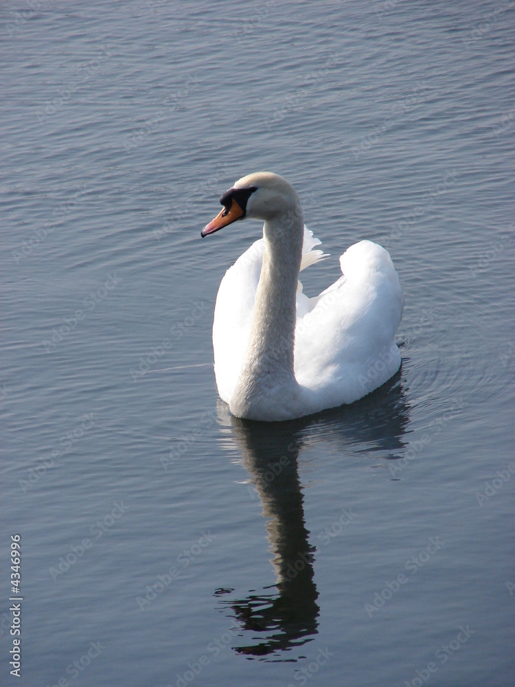 Fototapeta premium Mute swan