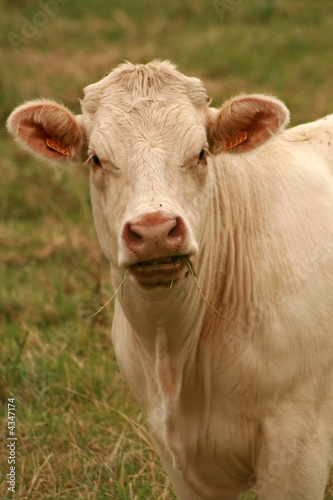 Look of french white cow © Alcuin