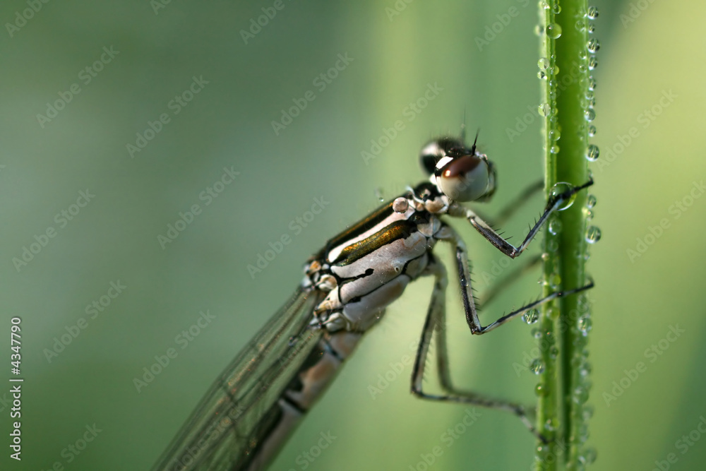Dragonfly Coenagrion puella in morning's dew Dragonfly Coenagrion puella in morning's dew