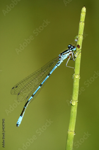 Macro of dragonfly Coenagrion puella