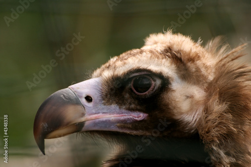 Look of vulture Aegypius monachus