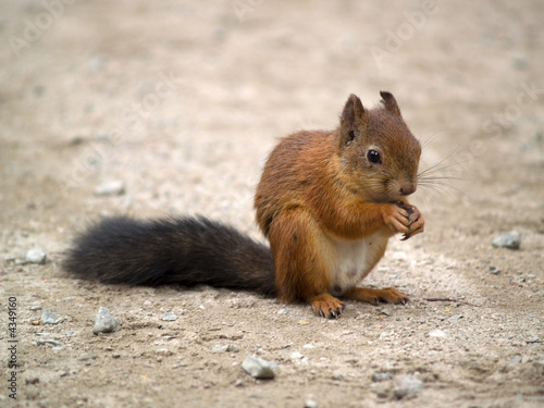 Squirrel Eating