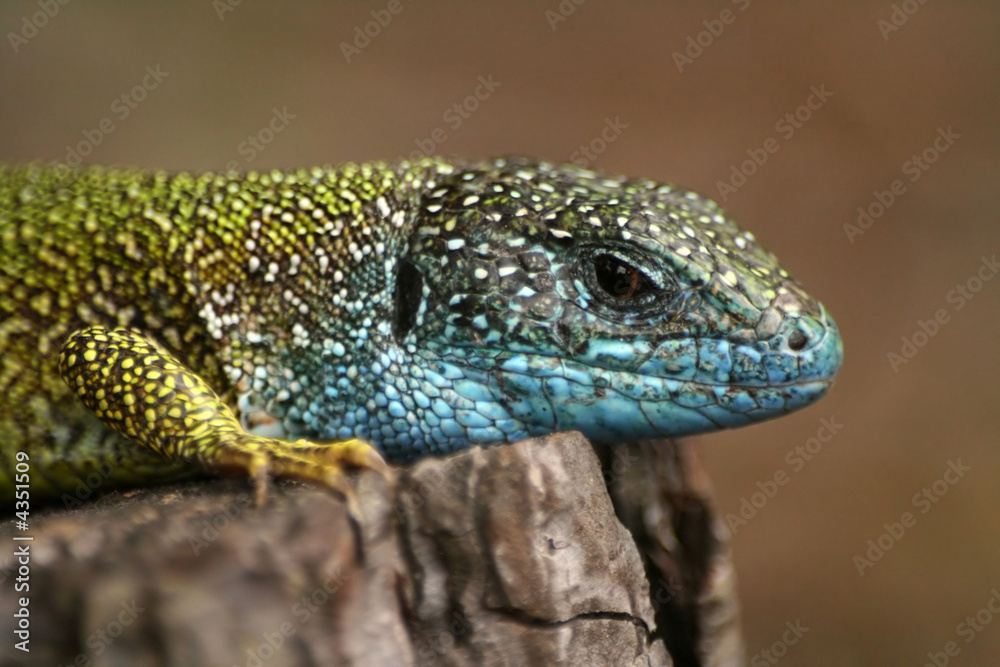 Close-up of lizard Lacerta viridis Close-up of lizard Lacerta viridis