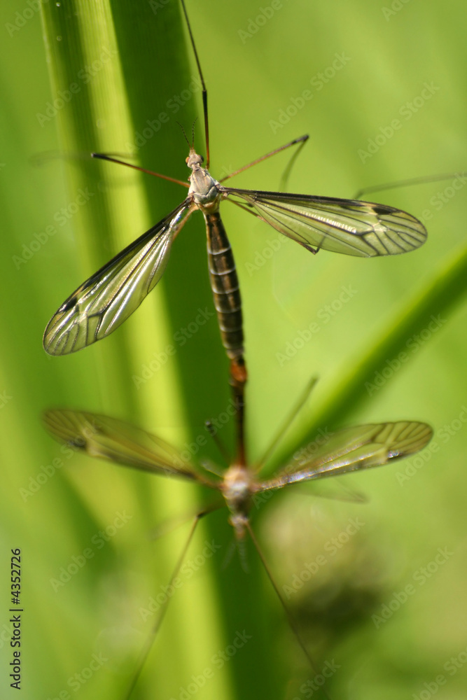 Copulation of craneflies Tipula oleracea Copulation of craneflies Tipula oleracea