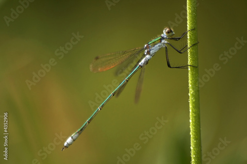  Close-up of dragonfly Lestes sponsa