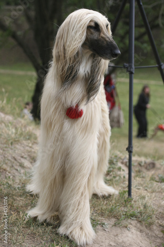 Top model (Afghan hound)