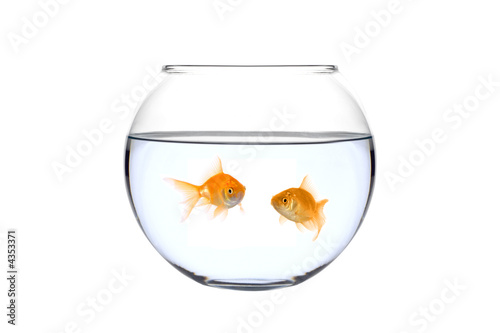 Two golden fish in a bowl against white background