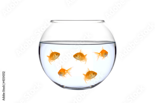 Many golden fish in a bowl against white background