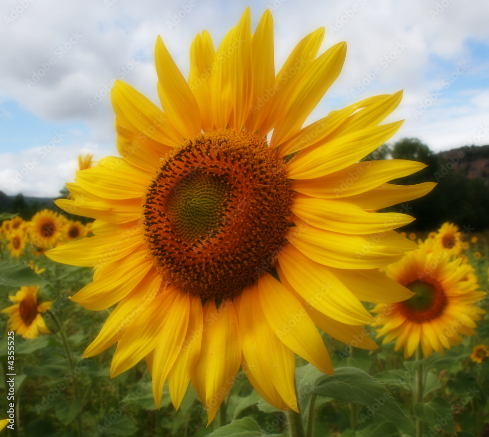 Soft Focus Sunflower Soft Focus Sunflower