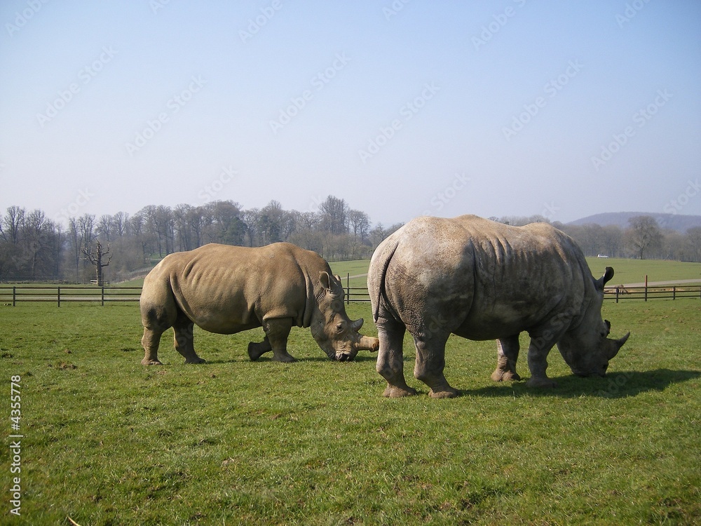 Obraz premium Africa in the UK - The White African Rhino