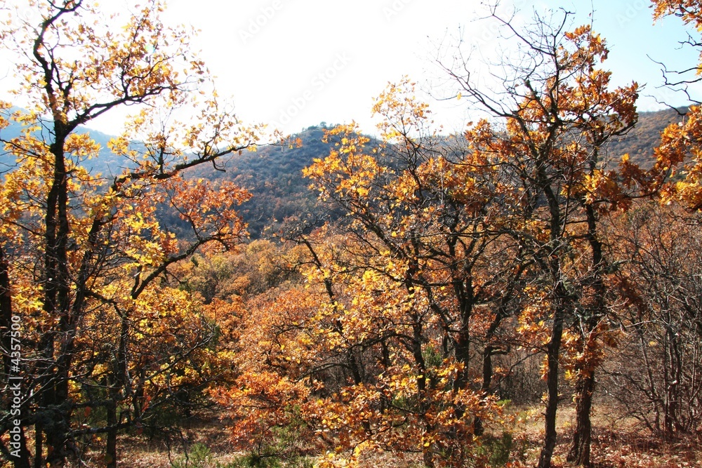 Autumn forest