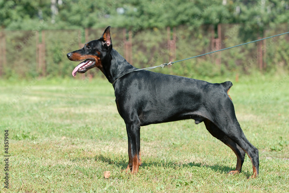 DOBERMAN