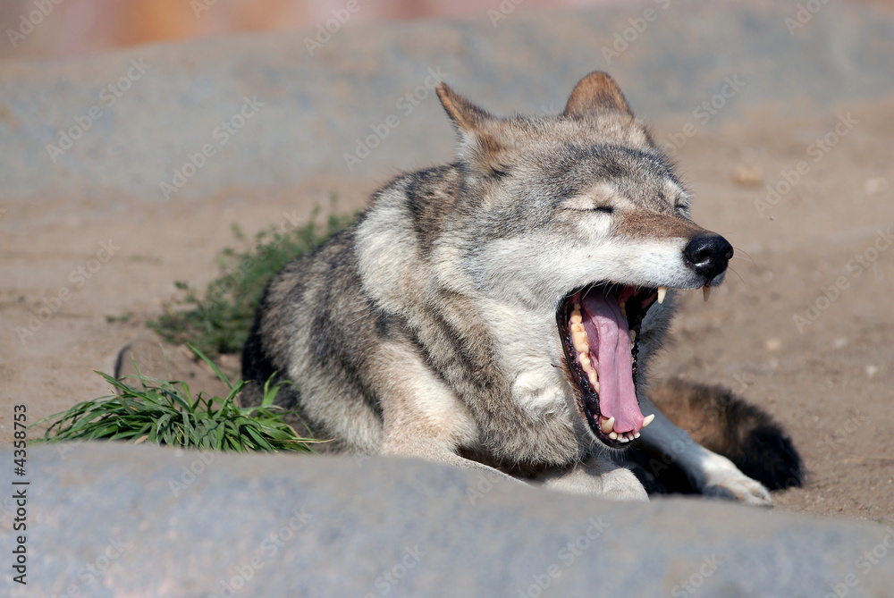 Fototapeta premium Wolf