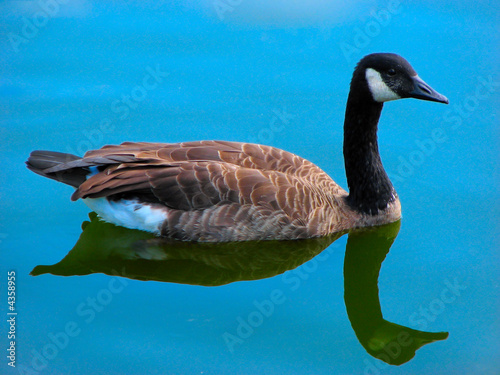 Goose in the blue water