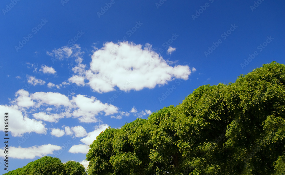 Obraz premium Summer landscape