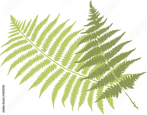 fern leaves
