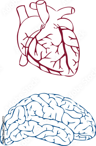 heart and brain