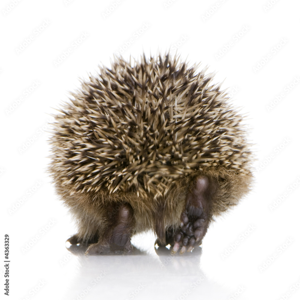 Obraz premium hedgehog (1 months)