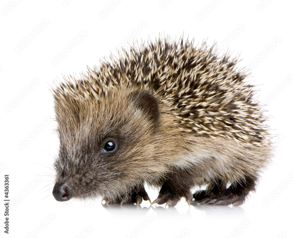 hedgehog (1 months) hedgehog (1 months)