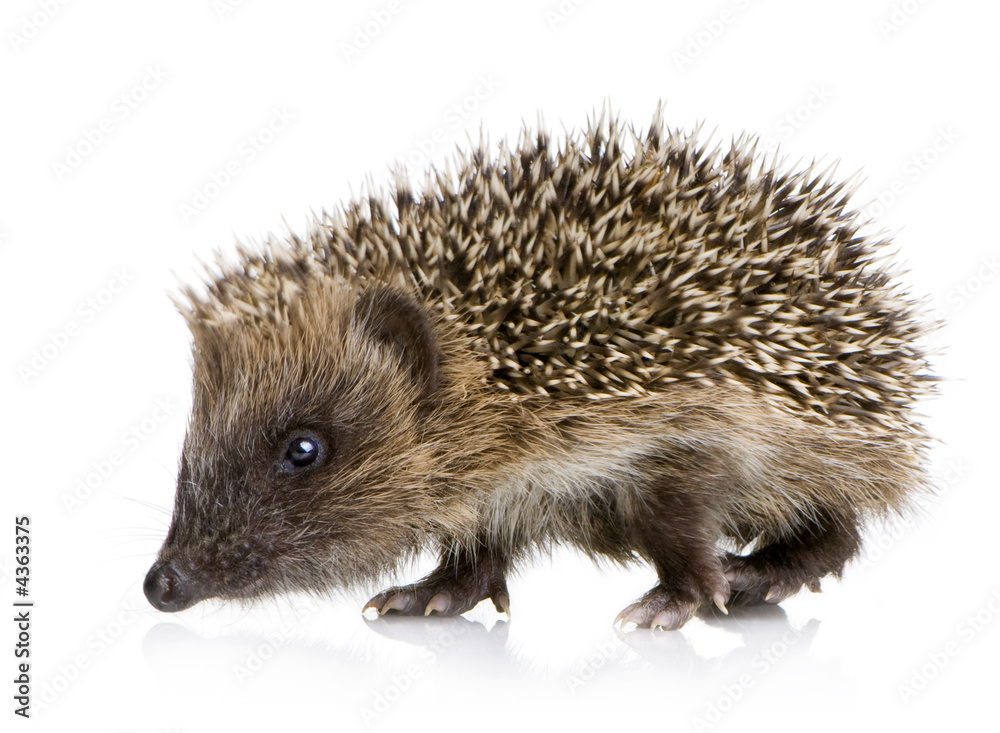 hedgehog (1 months) hedgehog (1 months)