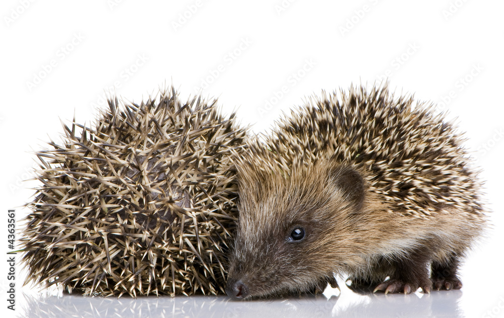 Obraz premium hedgehog (1 months)