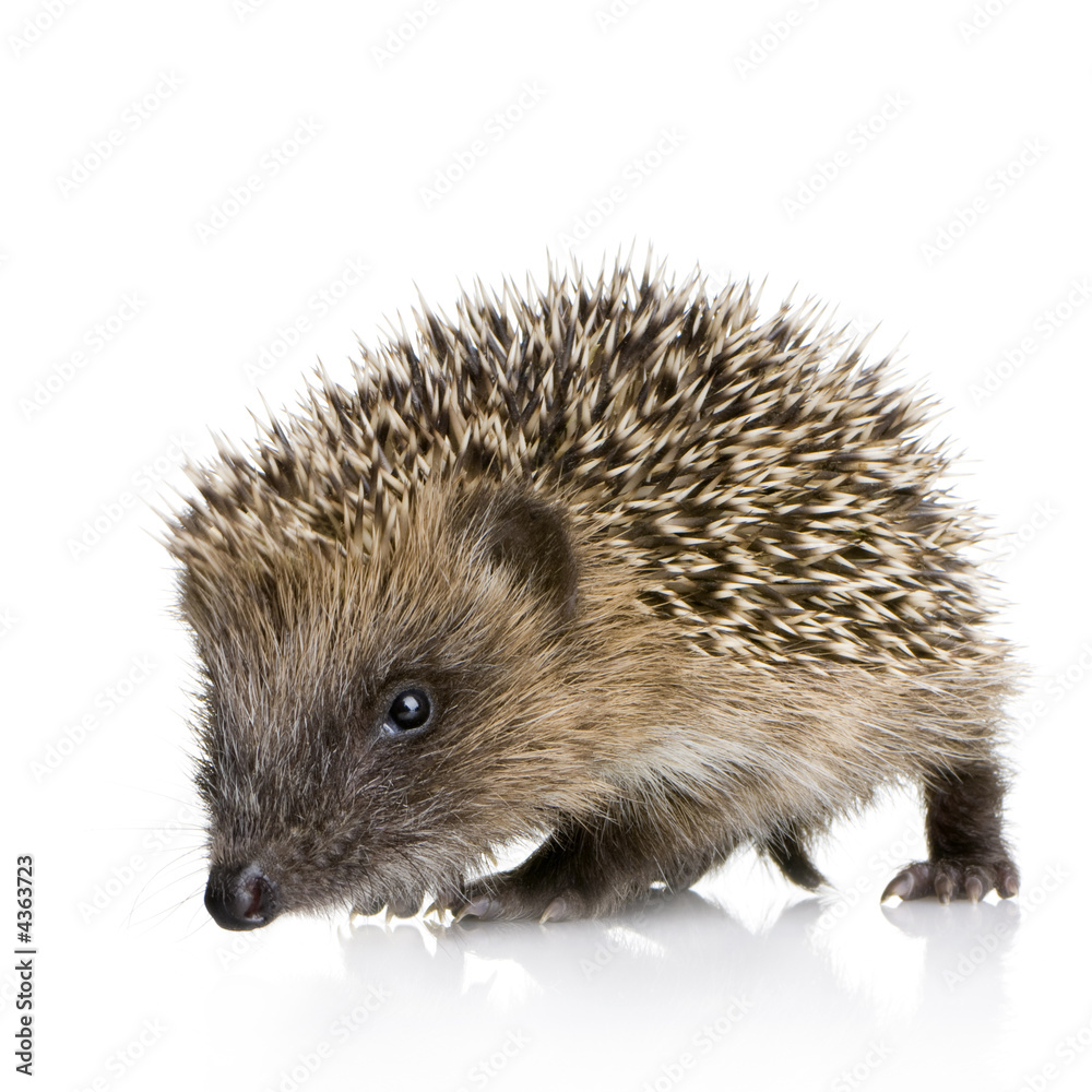 Obraz premium hedgehog (1 mounths)