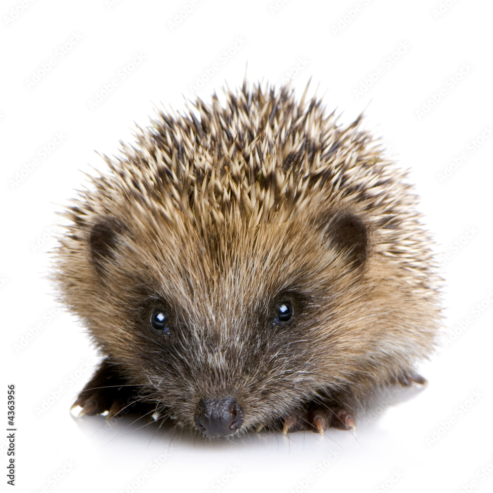 hedgehog (1 months) hedgehog (1 months)