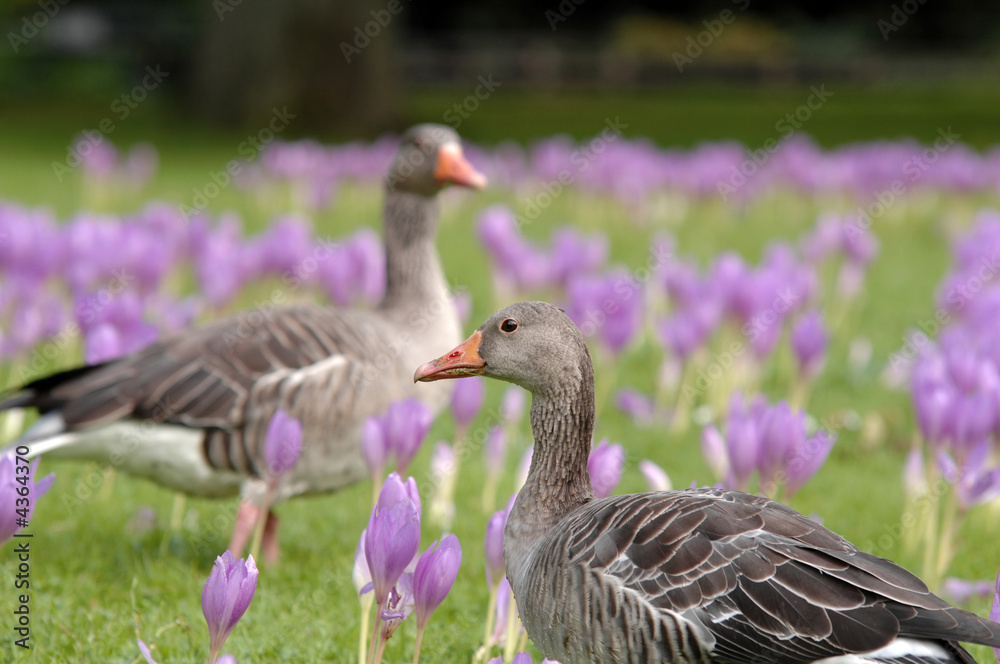 Fototapeta premium Herbstzeitlose
