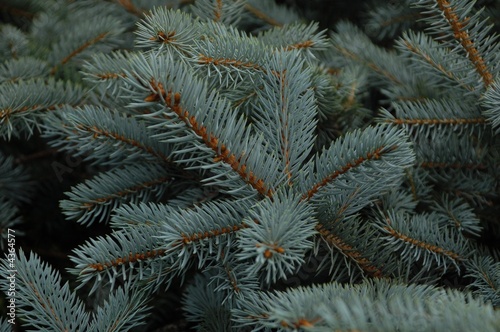 branch blue spruce