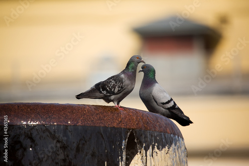 Two pigeons on a fountain
