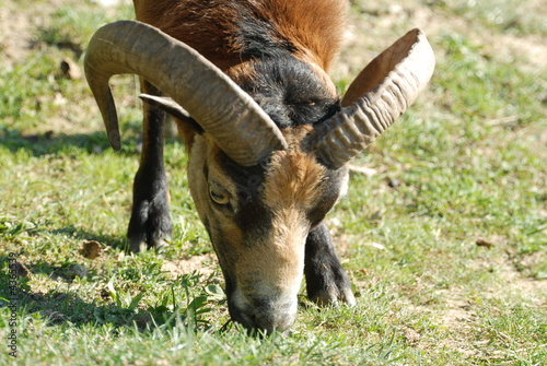 stambecco photo