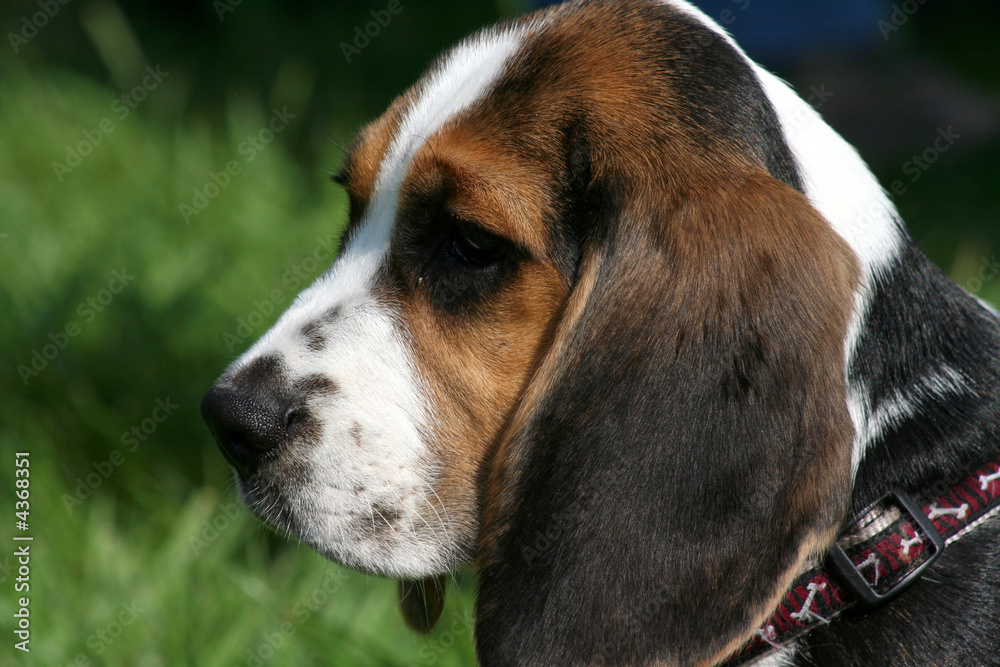 Beagle-Baby