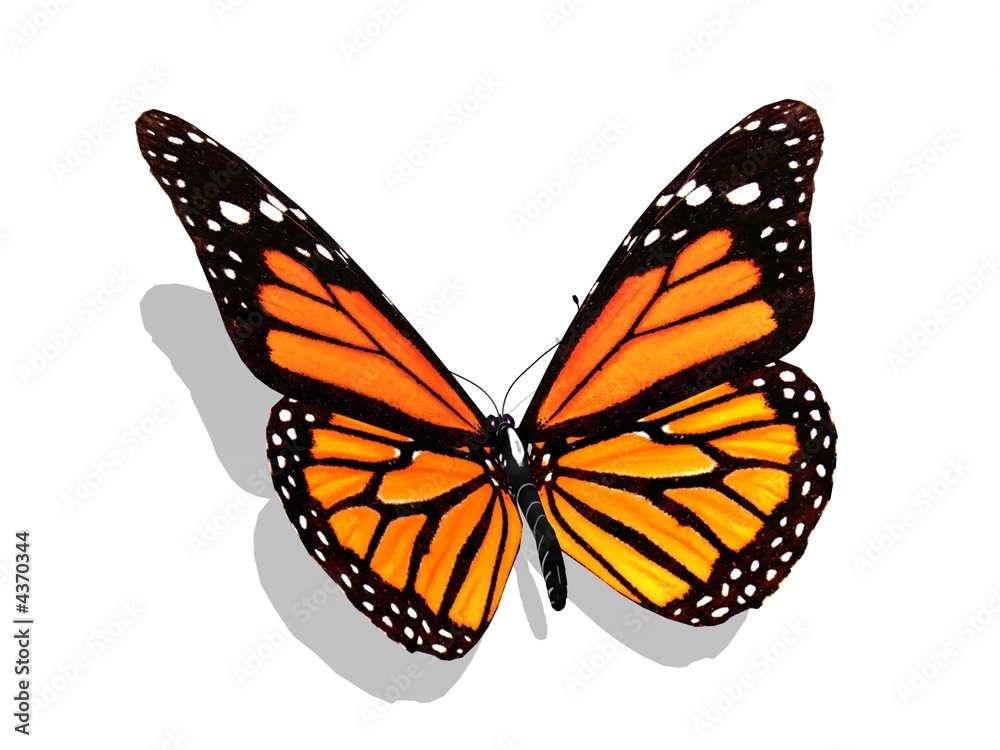 Fototapeta premium butterfly