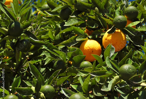 Photos orange-tree