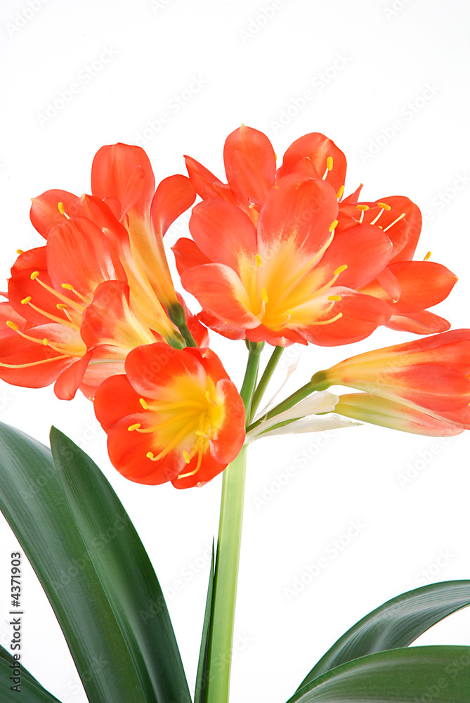 clivia 6 StockFoto Adobe Stock