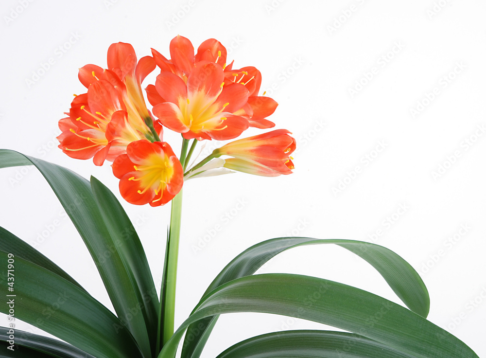 clivia 5 StockFoto Adobe Stock