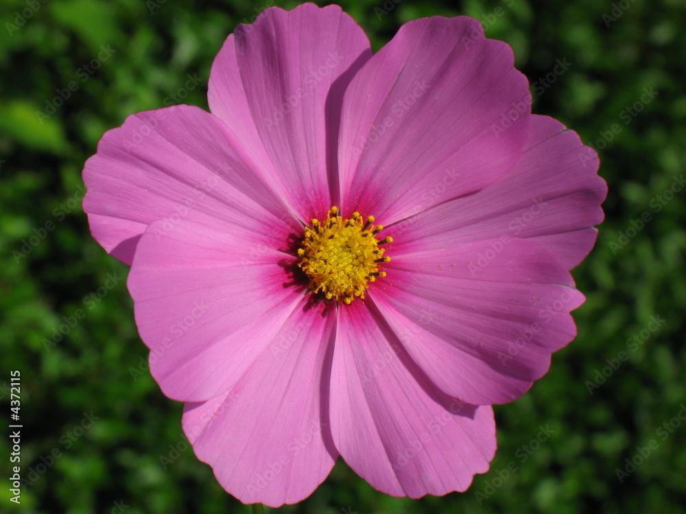 Obraz premium cosmea