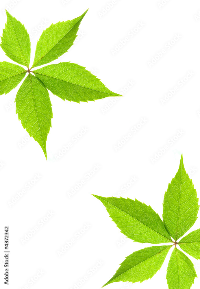 Green leaf border Green leaf border