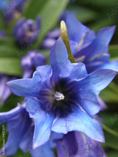 Gentiana
