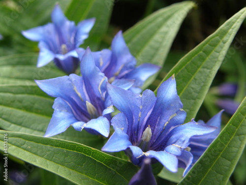 Genziana fiore protetto