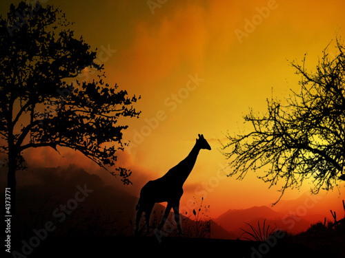 savane
