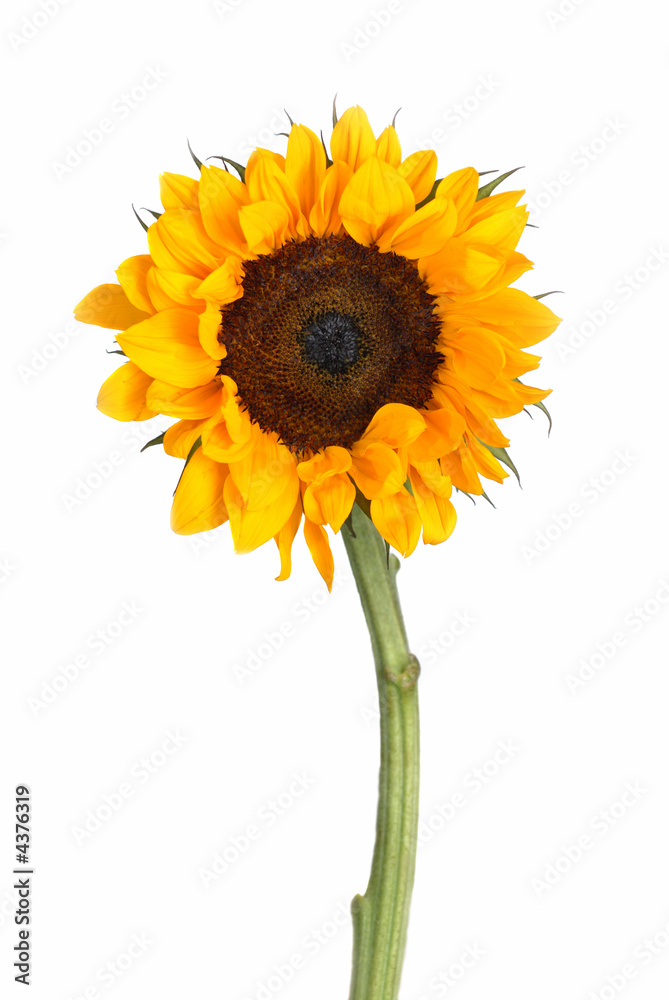 Obraz premium Single sunflower isolated on white