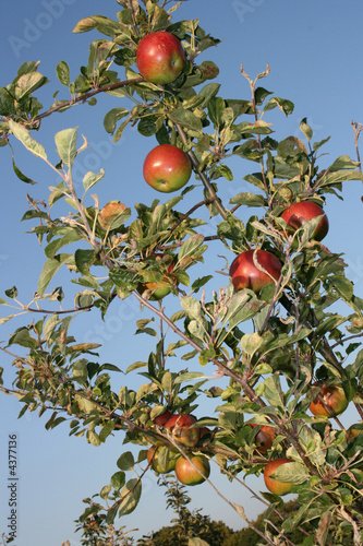 Kentish Apples Ripe For Picking From Below photo