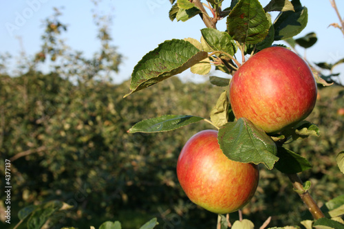 Two Apples Ready For Picking In Kent