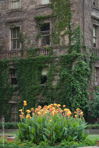 Valokuva hallowed halls of ivy